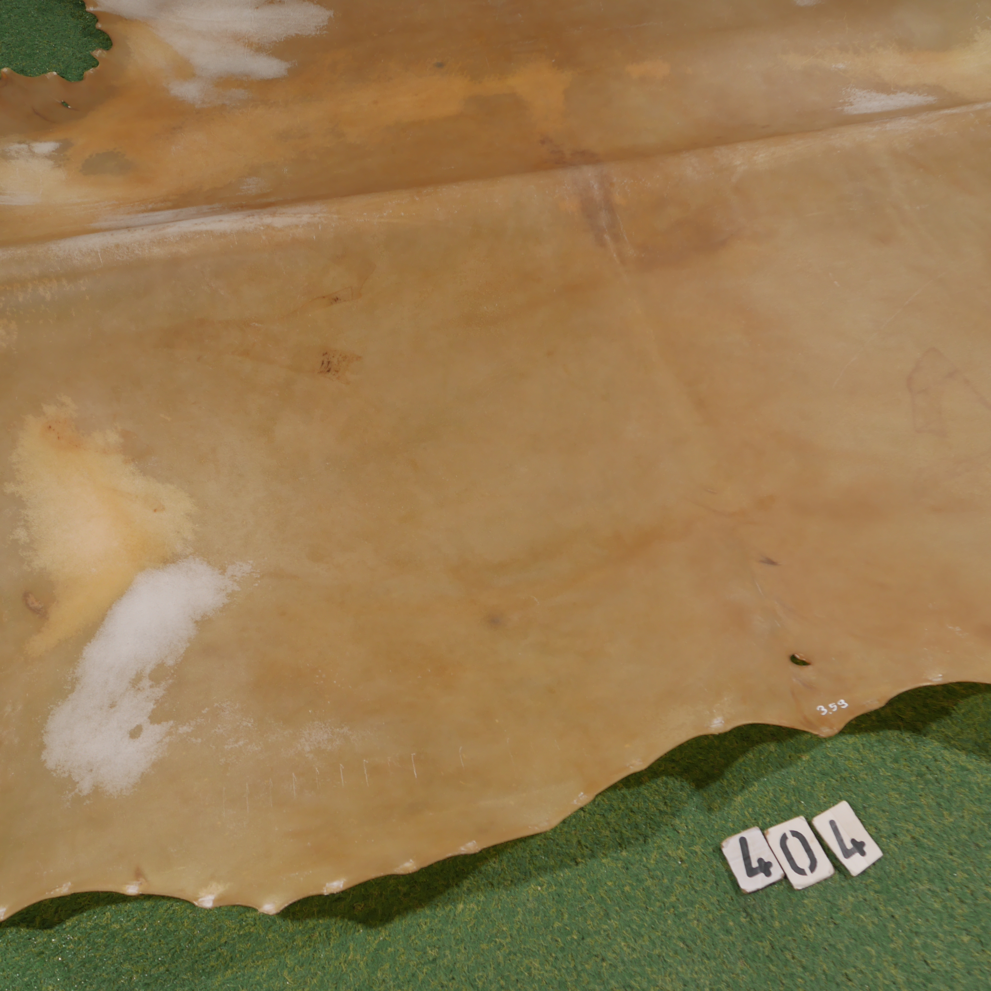 Scottish Highlander parchment (3.59 m²)