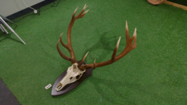 Red deer antlers with skull (110 x 90)