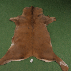 Red deer skin (160 x 160)