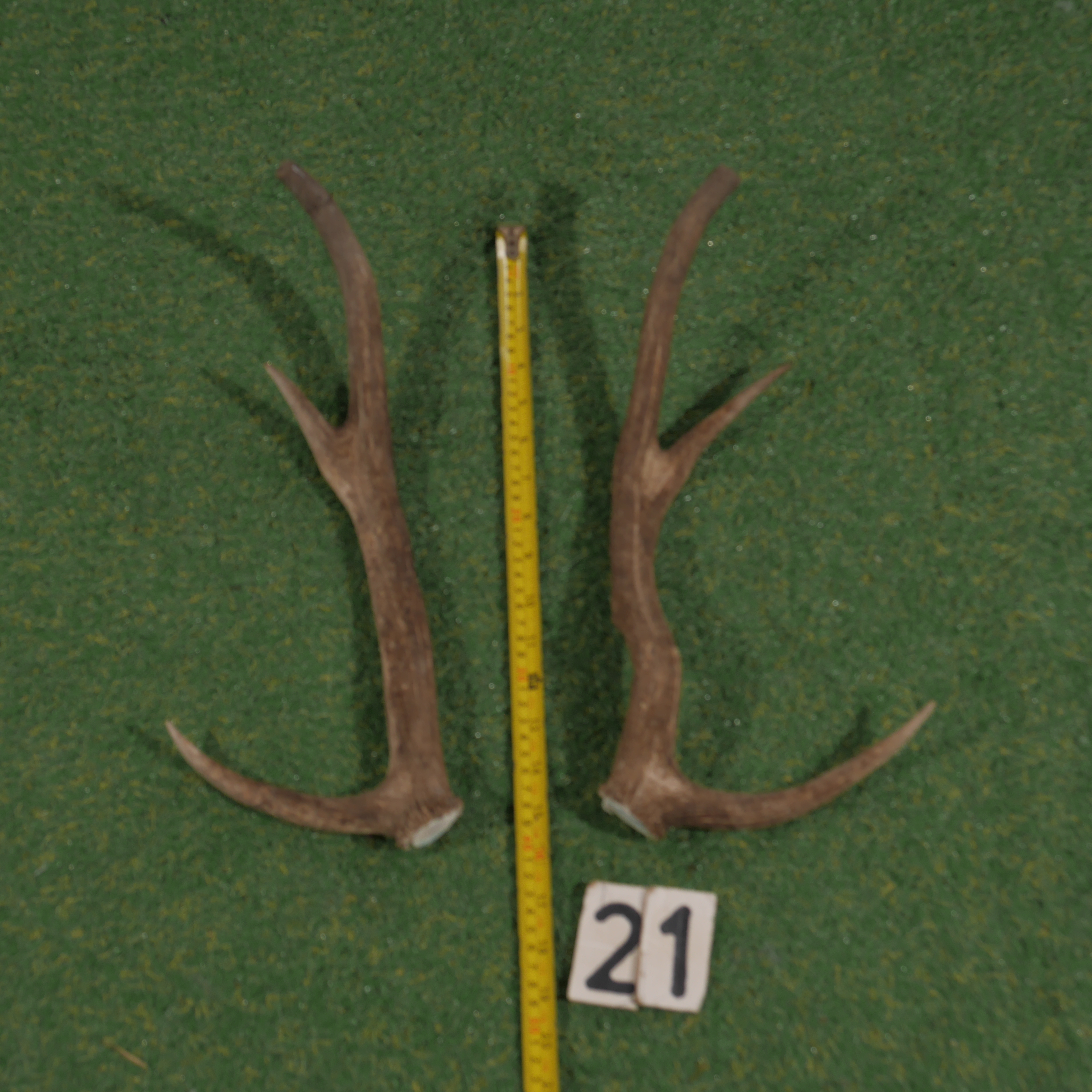 Edelhertgewei (40 cm) setje