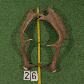 Fallow deer antler (50 cm) set of two
