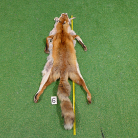 Red fox fur (130 cm) open