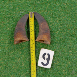 Moeflon horns (13 cm) set of two