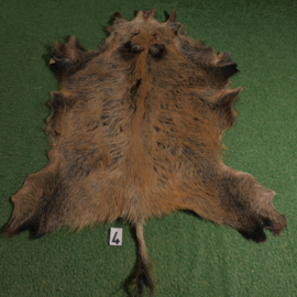 Wild boar skin (140 x 115) incl tail 1.70