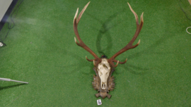 Red deer antlers with skull (120 x 90)
