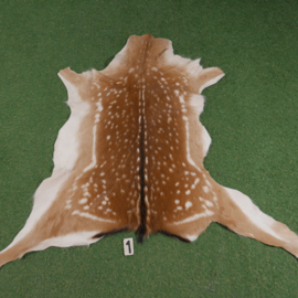 Fallow deer skin (110 x 120) summer coat