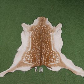 Fallow deer skin (105 x 110) summer coat