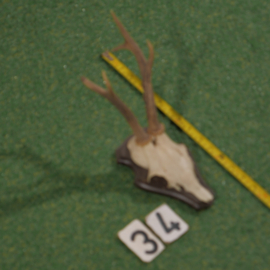 Mounted roe deer antlers (40 cm)