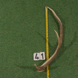 Red deer antler (60 cm)