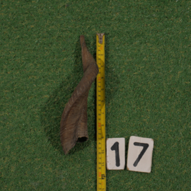 Geitenhoorns (25 cm)