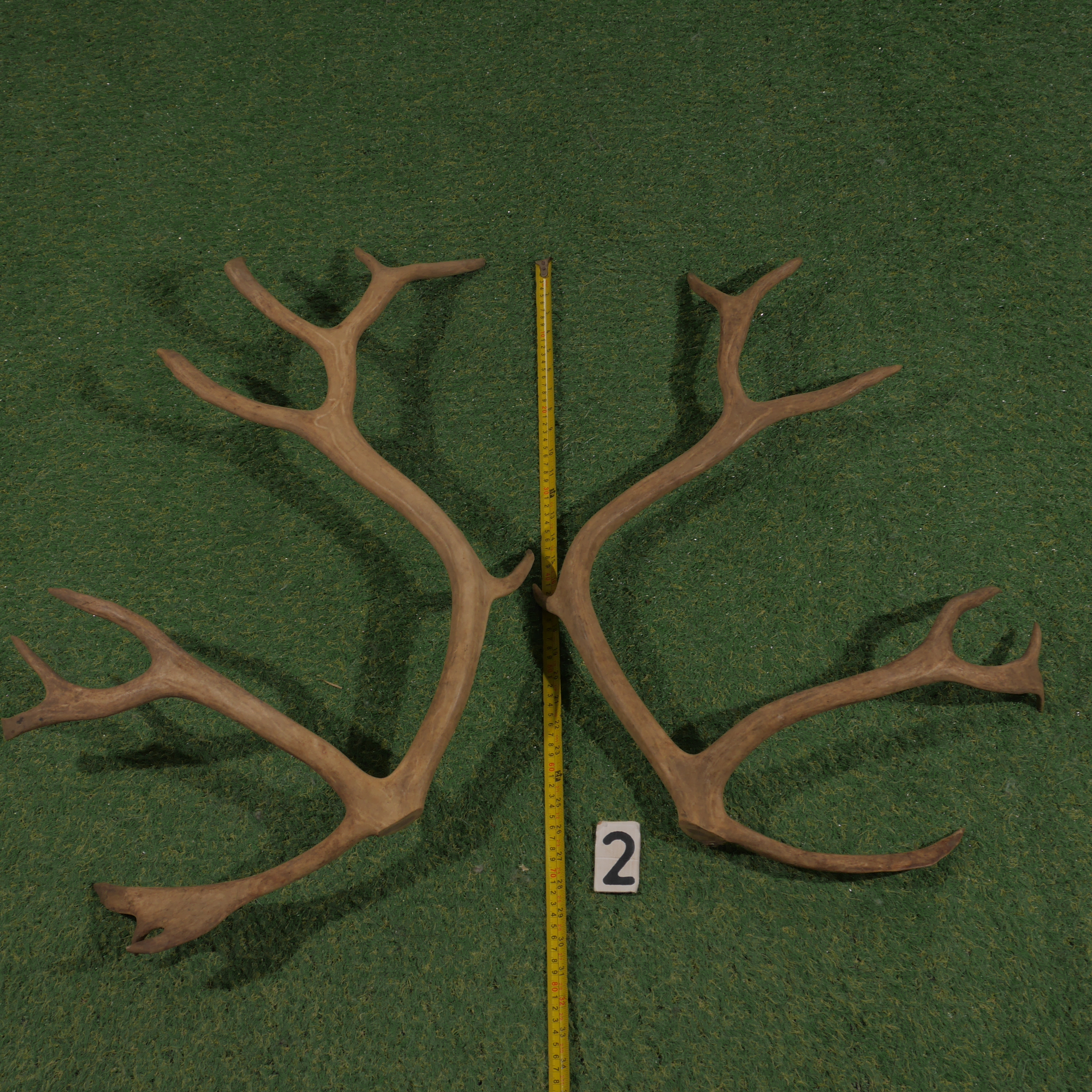 Reindeer antler set of 2 (70 cm)
