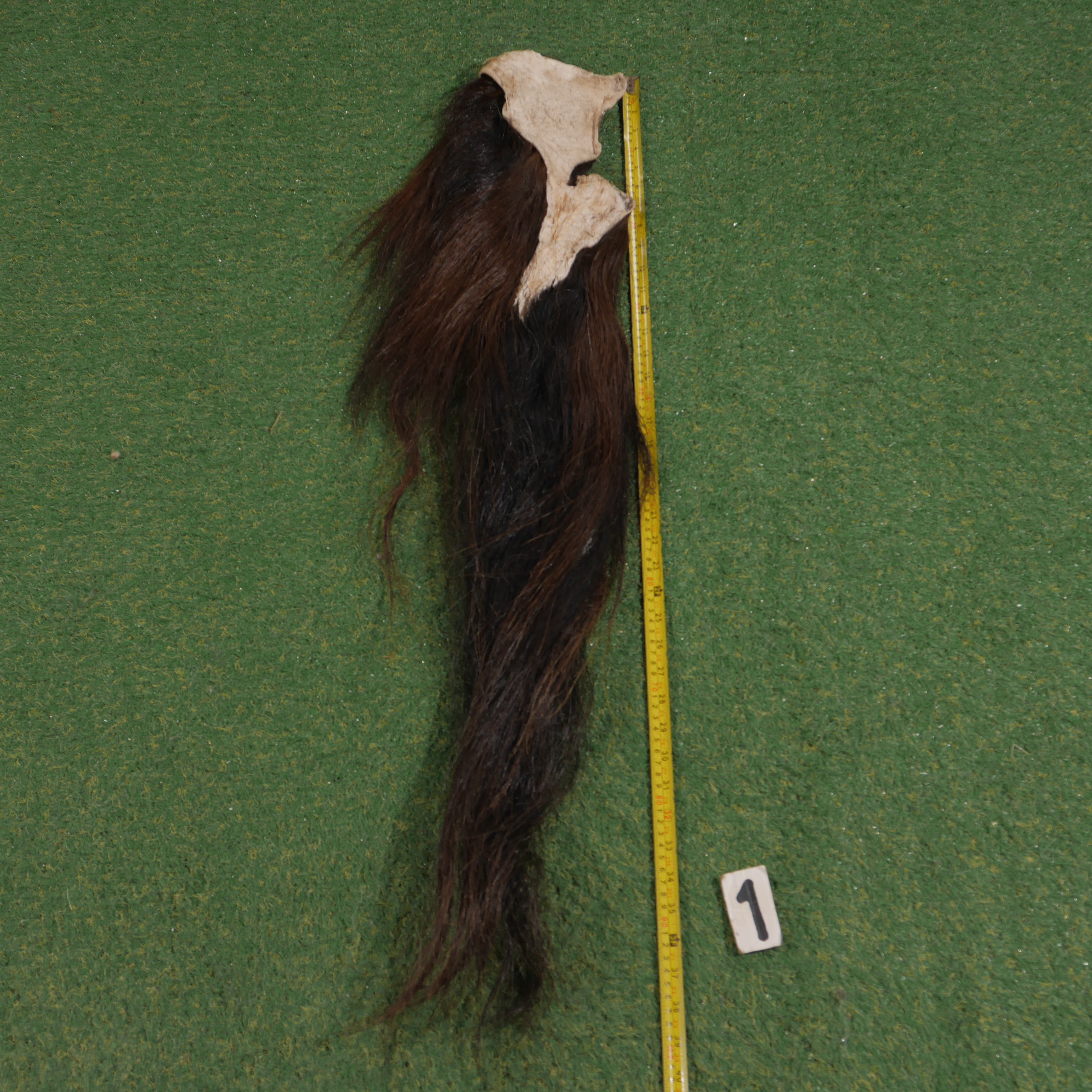 Paardenstaart (100 cm)