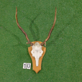 Red deer antlers with skull (65 x 45 cm)