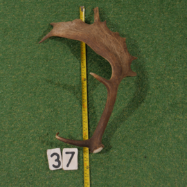 Fallow deer antler (60 cm)