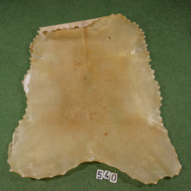 Wild boar parchment / rawhide (2,08 m²)