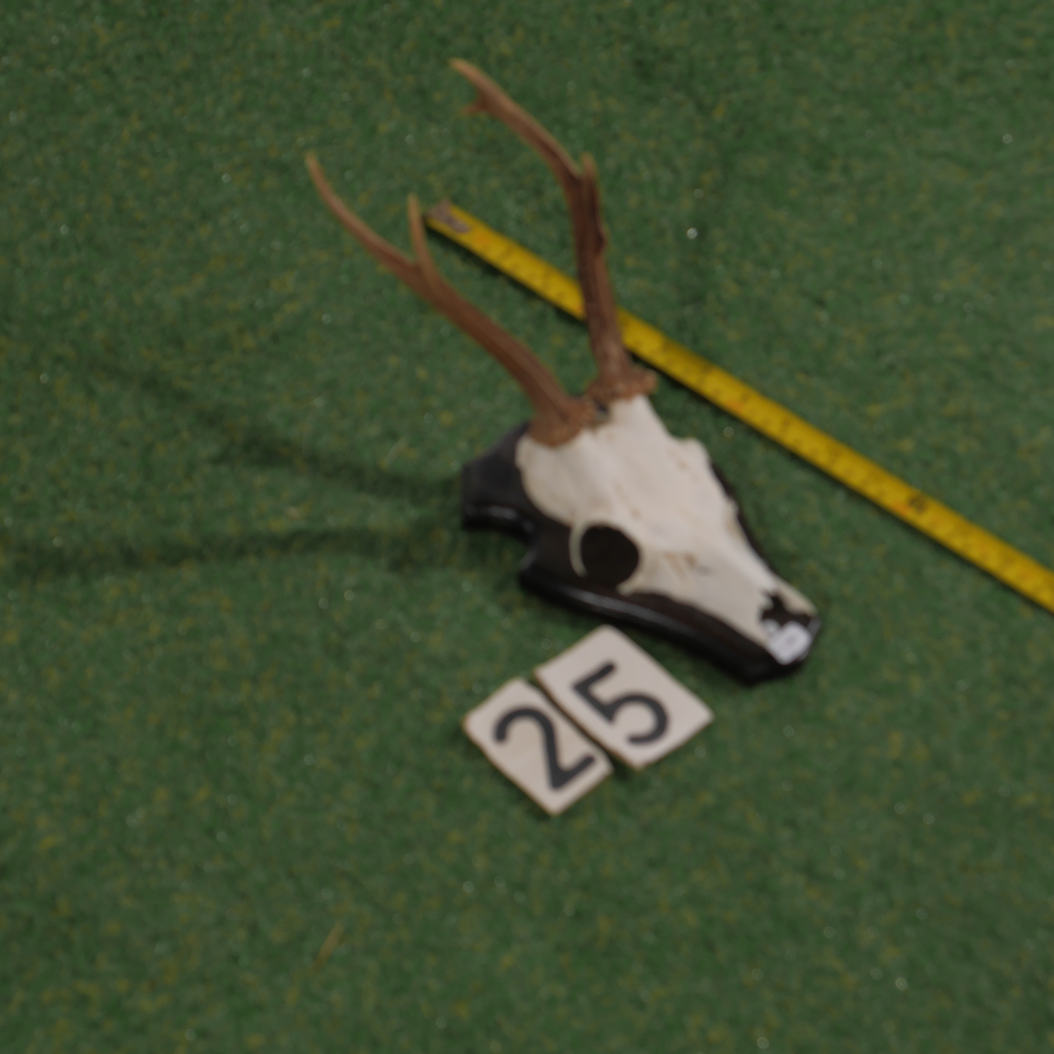 Mounted roe deer antlers (35 cm)