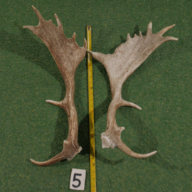 Fallow deer antler bars (60 cm) set