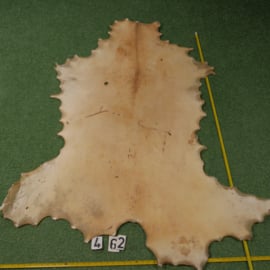 Red deer parchment / rawhide (1,27 m²)