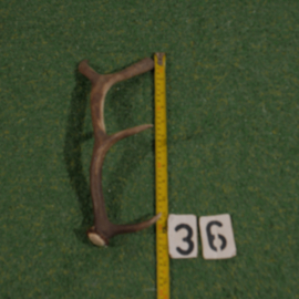 Damhert geweistang (35 cm)