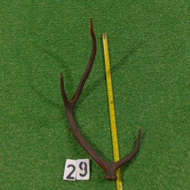 Red deer antler (60 cm)