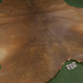 Horse rawhide (3.62 m²)
