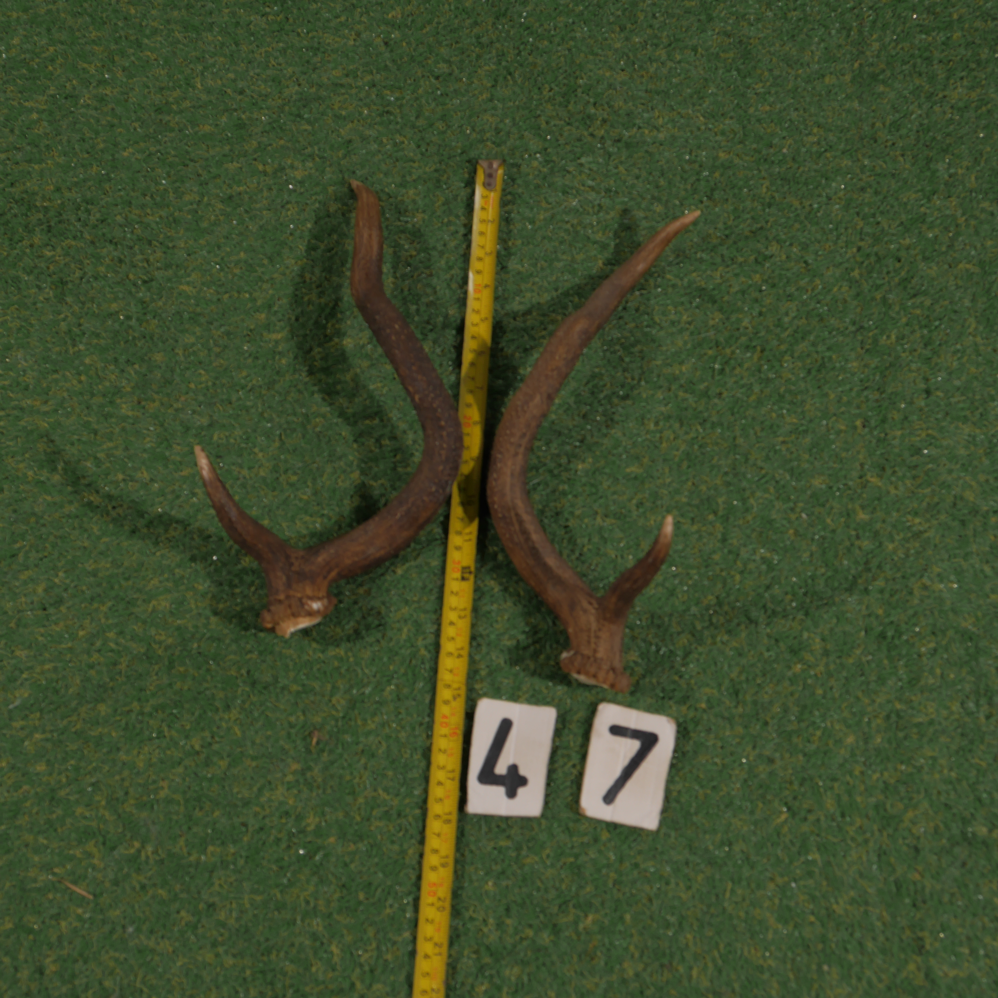 Edelhertgewei (40 cm) setje