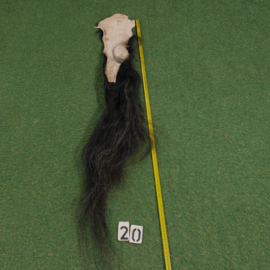 Paardenstaart (125 cm)