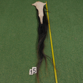 Paardenstaart (125 cm)