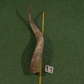 Ruwe hoorn van Watusi ( 80 cm )