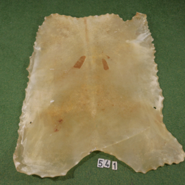 Wild boar parchment / rawhide (2,23 m²)