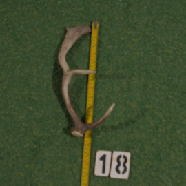 Damhert geweistang (35 cm)