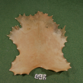 Red deer parchment (0.90 m²)
