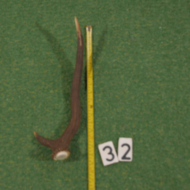 Edelhertgewei ( 45 cm)