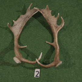 Fallow deer antler bars (65 cm) set