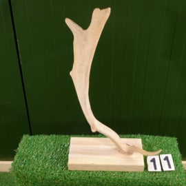 Damhert geweistang op plank (58 cm)