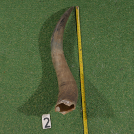 Watusi hoorn (70 cm) ongepolijst.