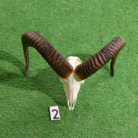 Moeflon horns with skull (50 cm)