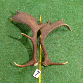 Fallow deer antlers (60 cm) set of two