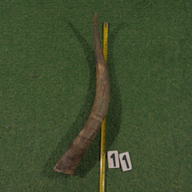 Watusi hoorn (62 cm) ongepolijst