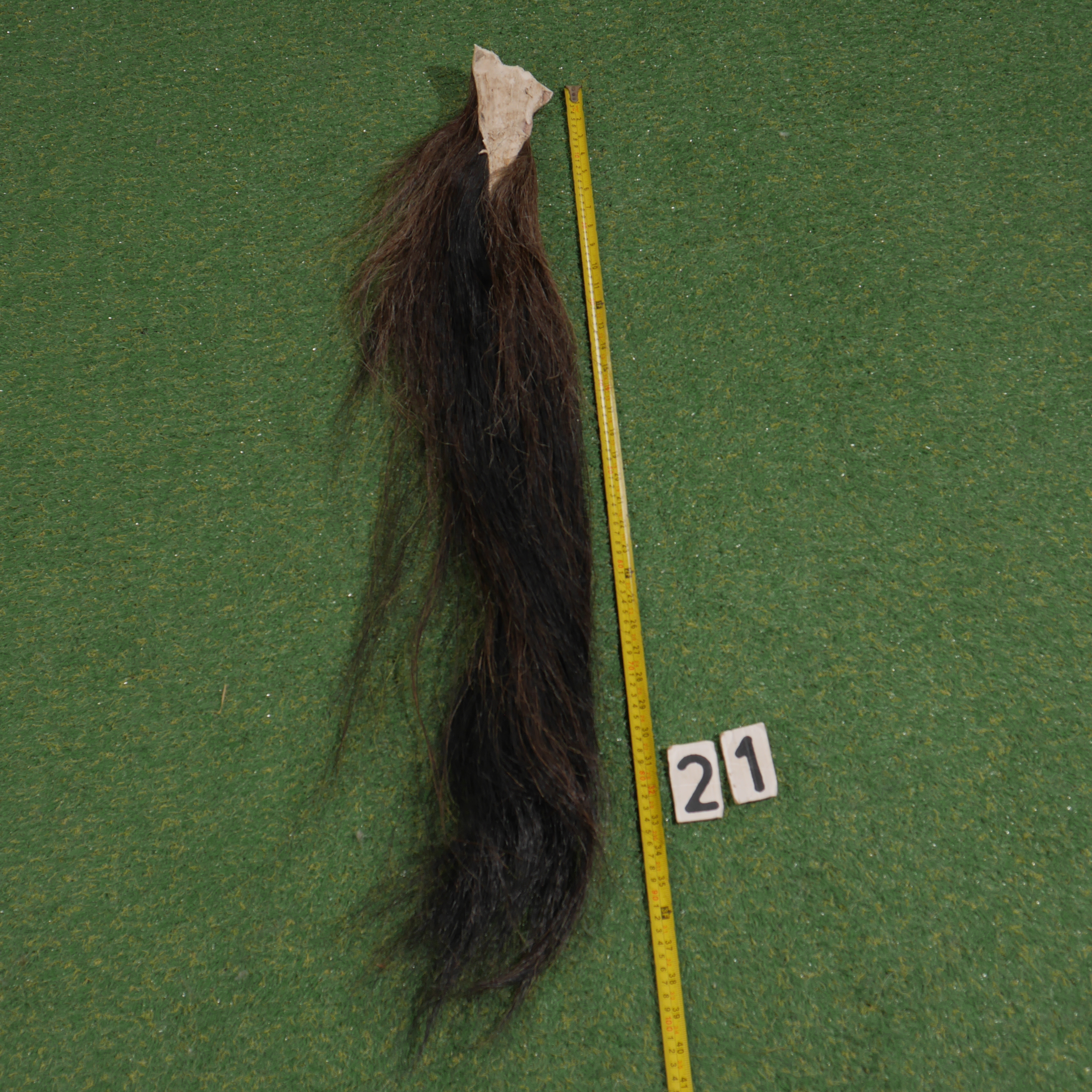 Paardenstaart (100 cm)