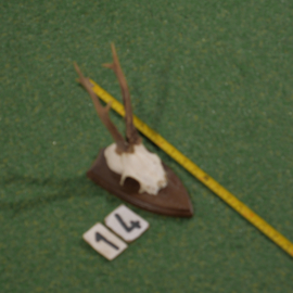 Mounted roe deer antlers (30 cm)