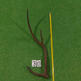 Red deer antler (75 cm)