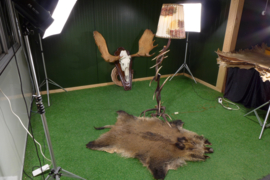 Floor lamp of Red deer antlers (160 cm)