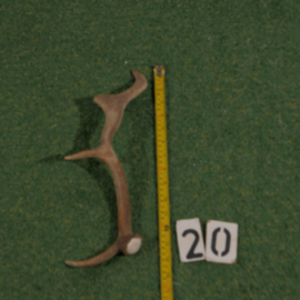 Damhert geweistang (35 cm)