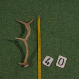 Damhert geweistang (35 cm)