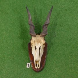 Eland antiloop schedel (100 cm breed 45 cm breed)