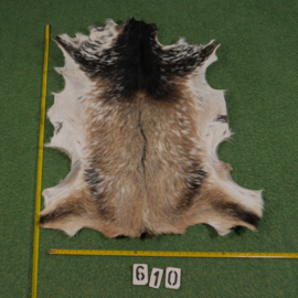 Goat parchment ( ±1.10 m²) with hair