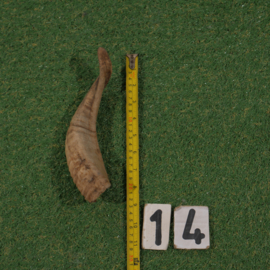 Geitenhoorn (23 cm)