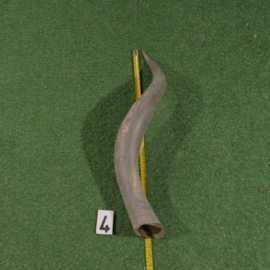 Watusi hoorn (65 cm) ongepolijst.
