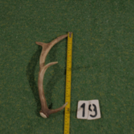 Damhert geweistang (35 cm)